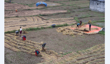 नुवाकोटका किसान बर्सातकै बीचमा धान भित्र्याउन व्यस्त