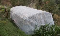 अनुदान पाएपछि व्यावसायिक तरकारीखेती