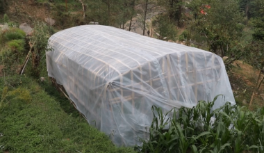 अनुदान पाएपछि व्यावसायिक तरकारीखेती