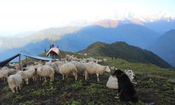 घुम्ती गोठको सुरक्षाका लागि कुकुर पाल्ने चलन