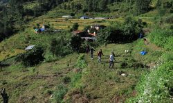 झाडी फाडेर फलफूलखेती