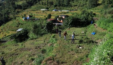 झाडी फाडेर फलफूलखेती