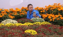 तिहार ‘फ्लोरा एक्स्पो’ सकियो, एक करोडको कारोबार