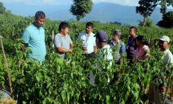 पौवादुङमाको खुर्सानी खेती : बाह्य जिल्लाका किसानको ‘सिकाइ तथा अध्ययन केन्द्र’