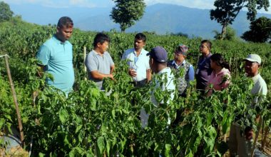 पौवादुङमाको खुर्सानी खेती : बाह्य जिल्लाका किसानको ‘सिकाइ तथा अध्ययन केन्द्र’