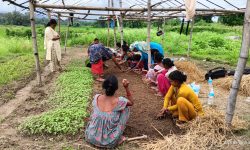 सामूहिक खेतीबाट मनग्य आम्दानी गर्दै महिला