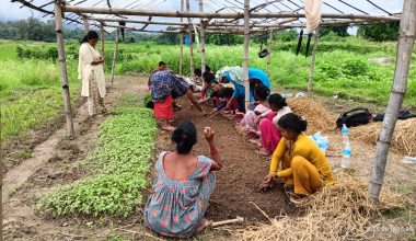 सामूहिक खेतीबाट मनग्य आम्दानी गर्दै महिला