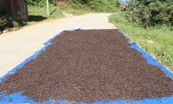 अलैँचीको मूल्य घट्यो, प्रतिमन ८० हजार