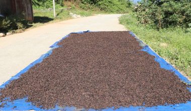 अलैँचीको मूल्य घट्यो, प्रतिमन ८० हजार