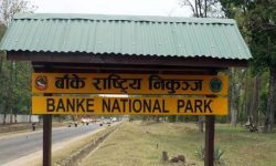 जङ्गली जनावरको आक्रमण बढेपछि स्थानीय आतङ्कित