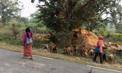 राप्तीसोनारीका महिला बाख्रापालनतर्फ आकर्षित