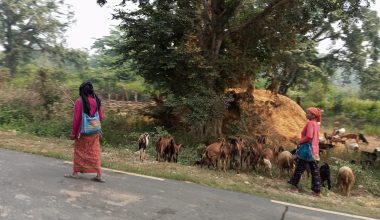 राप्तीसोनारीका महिला बाख्रापालनतर्फ आकर्षित