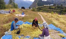 दसैँ सकिएसँगै किसान बाली भित्र्याउन व्यस्त