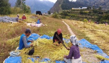 दसैँ सकिएसँगै किसान बाली भित्र्याउन व्यस्त