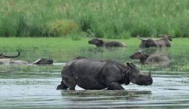 पश्चिम बङ्गालका निकुञ्जमा बाढी, वन्यजन्तुहरू पलायन