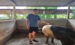 सुँगुर फार्ममा बाढी पस्दा ८० लाख बराबरको क्षति