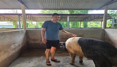 सुँगुर फार्ममा बाढी पस्दा ८० लाख बराबरको क्षति