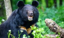 जापानमा भालुको आक्रमणबाट मृत्यु हुनेको सङ्ख्या १० पुग्यो