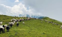 म्याग्दीका पशुगोठ ‘बुकी’बाट बेँसी झर्न थाले