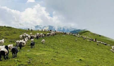 म्याग्दीका पशुगोठ ‘बुकी’बाट बेँसी झर्न थाले