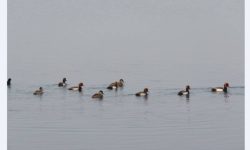 तालतलैयामा पाहुना चराको चहलपहल