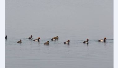 तालतलैयामा पाहुना चराको चहलपहल