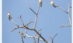 रेसुङ्गा र मदाने दुर्लभ चराको वासस्थान