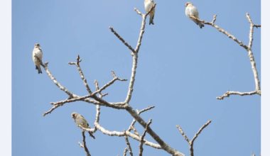 रेसुङ्गा र मदाने दुर्लभ चराको वासस्थान