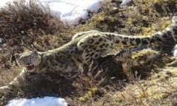 विश्व हिउँचितुवा दिवस : बासस्थान ह्रास र आहारा प्रजाति कमीको चुनौती