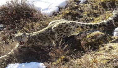 विश्व हिउँचितुवा दिवस : बासस्थान ह्रास र आहारा प्रजाति कमीको चुनौती