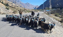 तिहारका लागि मुस्ताङमा भेडाच्याङ्ग्रा बिक्री