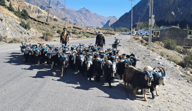 तिहारका लागि मुस्ताङमा भेडाच्याङ्ग्रा बिक्री