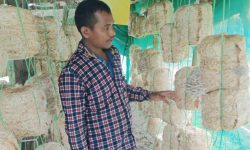 मङ्गलको आम्दानीको भरपर्दो स्रोत च्याउखेती