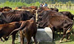 ‘दाता’ को सहयोगले गौ संरक्षण केन्द्र सञ्चालनमा सहज