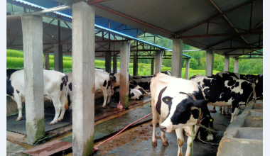 गाईपालनबाट मनग्य आम्दानी