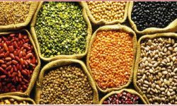 आज ४५औँ विश्व खाद्य दिवस