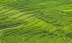 यसवर्ष पोखरामा धानको उत्पादन बढ्ने