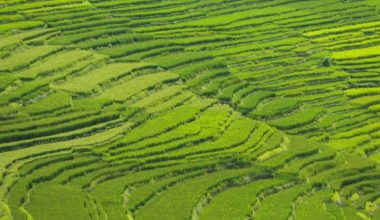 यसवर्ष पोखरामा धानको उत्पादन बढ्ने