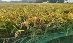 बीउ बिक्रीबाट किसानको आम्दानी वृद्धि