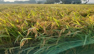 बीउ बिक्रीबाट किसानको आम्दानी वृद्धि