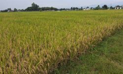 ‘पाकेर झुलिसकेको धान भित्र्याउन नपाएर समस्या भइरहेको छ’