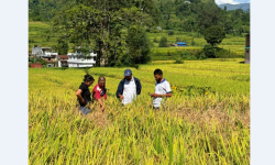 धानबालीमा फड्के कीराको सङ्क्रमण