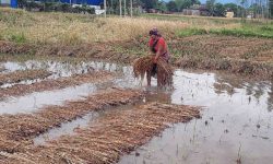 बाढीले पाँच करोडको धान नष्ट