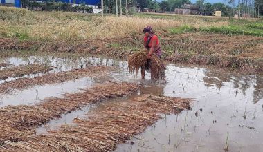बाढीले पाँच करोडको धान नष्ट