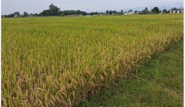 ‘पाकेर झुलिसकेको धान भित्र्याउन नपाएर समस्या भइरहेको छ’