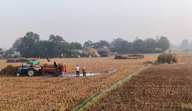 तिहारको रौनकमा किसानलाई धान भित्र्याउने चटारो