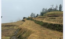 पर्वतमा धानबालीमा क्षति पुगेका कृषकलाई राहत दिइने