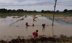 बेमौसमी वर्षाले धानमा क्षति, किसान चिन्तित