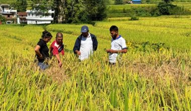 पर्वतमा आठ प्रजातिका धानबालीको अनुसन्धान
