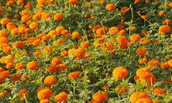 सामूहिक सयपत्री फूलखेतीमा महिला